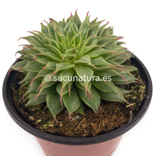 Load image into Gallery viewer, Graptoveria Silver Star - ø 10.5 cm - Sucunatura. Plantas crassulas como echeveria, kalanchoe, sedum, sempervivum, graptoveria y aeonium.
