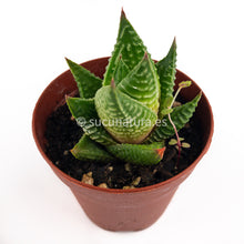 Load image into Gallery viewer, Haworthia limifolia - ø 5.5 cm - Sucunatura. Plantas crassulas como echeveria, kalanchoe, sedum, sempervivum, graptoveria y aeonium.
