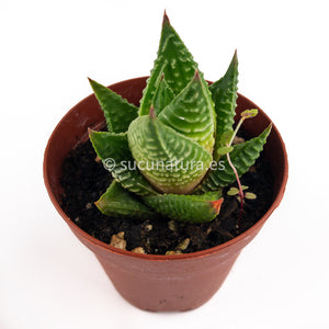 Haworthia limifolia - ø 5.5 cm - Sucunatura. Plantas crassulas como echeveria, kalanchoe, sedum, sempervivum, graptoveria y aeonium.