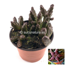 Cargar imagen en el visor de la galería, Stapelia Schinzii - ø 10.5 cm - Sucunatura. Plantas crassulas como echeveria, kalanchoe, sedum, sempervivum, graptoveria y aeonium.
