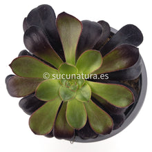 Cargar imagen en el visor de la galería, Aeonium Voodoo - ø 12 cm - Sucunatura. Plantas crassulas como echeveria, kalanchoe, sedum, sempervivum, graptoveria y aeonium.
