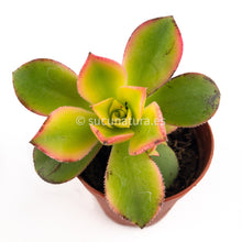 Load image into Gallery viewer, Aeonium kiwi- ø 5.5 cm - Sucunatura. Plantas crassulas como echeveria, kalanchoe, sedum, sempervivum, graptoveria y aeonium.
