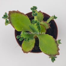 Cargar imagen en el visor de la galería, Kalanchoe daigremontiana - ø 5.5 cm - Sucunatura. Plantas crassulas como echeveria, kalanchoe, sedum, sempervivum, graptoveria y aeonium.
