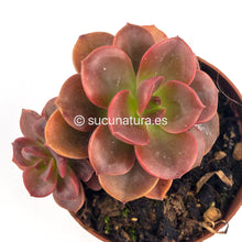 Load image into Gallery viewer, Echeveria Melaco - ø 5.5 cm - Sucunatura. Plantas crassulas como echeveria, kalanchoe, sedum, sempervivum, graptoveria y aeonium.
