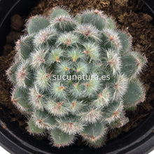 Cargar imagen en el visor de la galería, Echeveria Setosa diminuta blue - ø 10.5 cm - Sucunatura. Plantas crassulas como echeveria, kalanchoe, sedum, sempervivum, graptoveria y aeonium.
