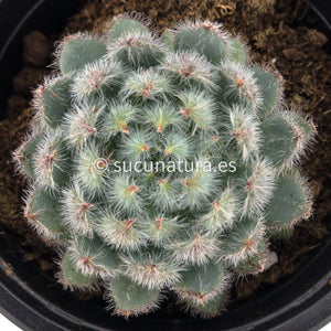 Echeveria Setosa diminuta blue - ø 10.5 cm - Sucunatura. Plantas crassulas como echeveria, kalanchoe, sedum, sempervivum, graptoveria y aeonium.