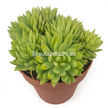 Load image into Gallery viewer, Graptopetalum Mcdougallii form bouquet - ø 14 cm - Sucunatura. Plantas crassulas como echeveria, kalanchoe, sedum, sempervivum, graptoveria y aeonium.
