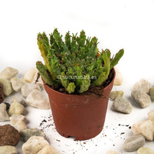 Load image into Gallery viewer, Euphorbia gorgonis - ø 5.5 cm - Sucunatura. Plantas crassulas como echeveria, kalanchoe, sedum, sempervivum, graptoveria y aeonium.
