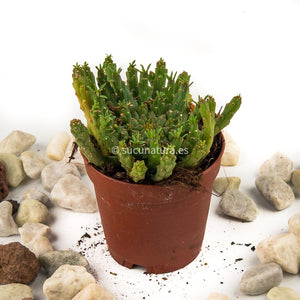 Euphorbia gorgonis - ø 5.5 cm - Sucunatura. Plantas crassulas como echeveria, kalanchoe, sedum, sempervivum, graptoveria y aeonium.