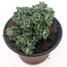 Cargar imagen en el visor de la galería, Sedum spathulifolium Cape Blanco- ø 10.5 cm - Sucunatura. Plantas crassulas como echeveria, kalanchoe, sedum, sempervivum, graptoveria y aeonium.
