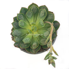 Cargar imagen en el visor de la galería, Echeveria Raindrops - ø 12 cm - Sucunatura. Plantas crassulas como echeveria, kalanchoe, sedum, sempervivum, graptoveria y aeonium.
