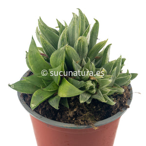 Haworthia Magnifica Acuminata Variegata (Grey Ghost) - ø 12 cm - Sucunatura. Plantas crassulas como echeveria, kalanchoe, sedum, sempervivum, graptoveria y aeonium.
