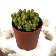 Cargar imagen en el visor de la galería, Stapelia variegata extra ramificada - ø 5.5 cm - Sucunatura. Plantas crassulas como echeveria, kalanchoe, sedum, sempervivum, graptoveria y aeonium.
