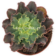 Cargar imagen en el visor de la galería, Echeveria Blue Waves - ø 10.5 cm - Sucunatura. Plantas crassulas como echeveria, kalanchoe, sedum, sempervivum, graptoveria y aeonium.
