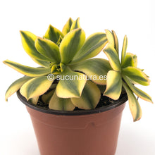 Cargar imagen en el visor de la galería, Aeonium Sunburst - ø 12 cm - Sucunatura. Plantas crassulas como echeveria, kalanchoe, sedum, sempervivum, graptoveria y aeonium.
