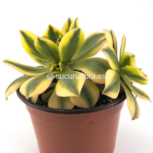 Aeonium Sunburst - ø 12 cm - Sucunatura. Plantas crassulas como echeveria, kalanchoe, sedum, sempervivum, graptoveria y aeonium.