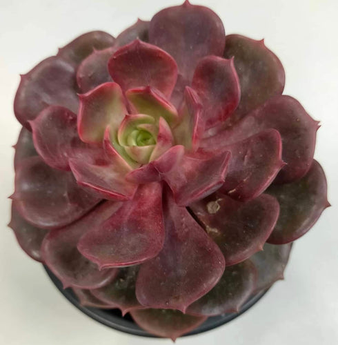 Echeveria Agavoides Mont - ø 10.5 cm - Sucunatura. Plantas crassulas como echeveria, kalanchoe, sedum, sempervivum, graptoveria y aeonium.