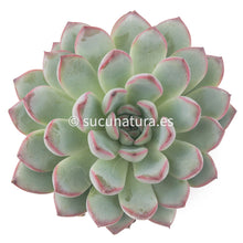 Load image into Gallery viewer, Echeveria Pink Line - ø 10.5 cm - Sucunatura. Plantas crassulas como echeveria, kalanchoe, sedum, sempervivum, graptoveria y aeonium.
