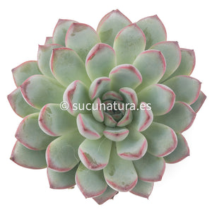 Echeveria Pink Line - ø 10.5 cm - Sucunatura. Plantas crassulas como echeveria, kalanchoe, sedum, sempervivum, graptoveria y aeonium.