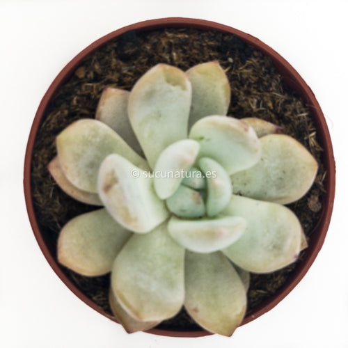 Echeveria Monroe - ø 10.5 cm - Sucunatura. Plantas crassulas como echeveria, kalanchoe, sedum, sempervivum, graptoveria y aeonium.