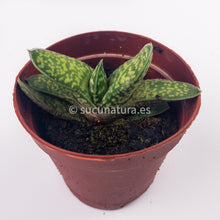 Cargar imagen en el visor de la galería, Gasteria Little Warty - ø 5.5 cm - Sucunatura. Plantas crassulas como echeveria, kalanchoe, sedum, sempervivum, graptoveria y aeonium.
