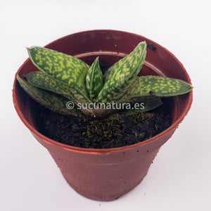 Gasteria Little Warty - ø 5.5 cm - Sucunatura. Plantas crassulas como echeveria, kalanchoe, sedum, sempervivum, graptoveria y aeonium.