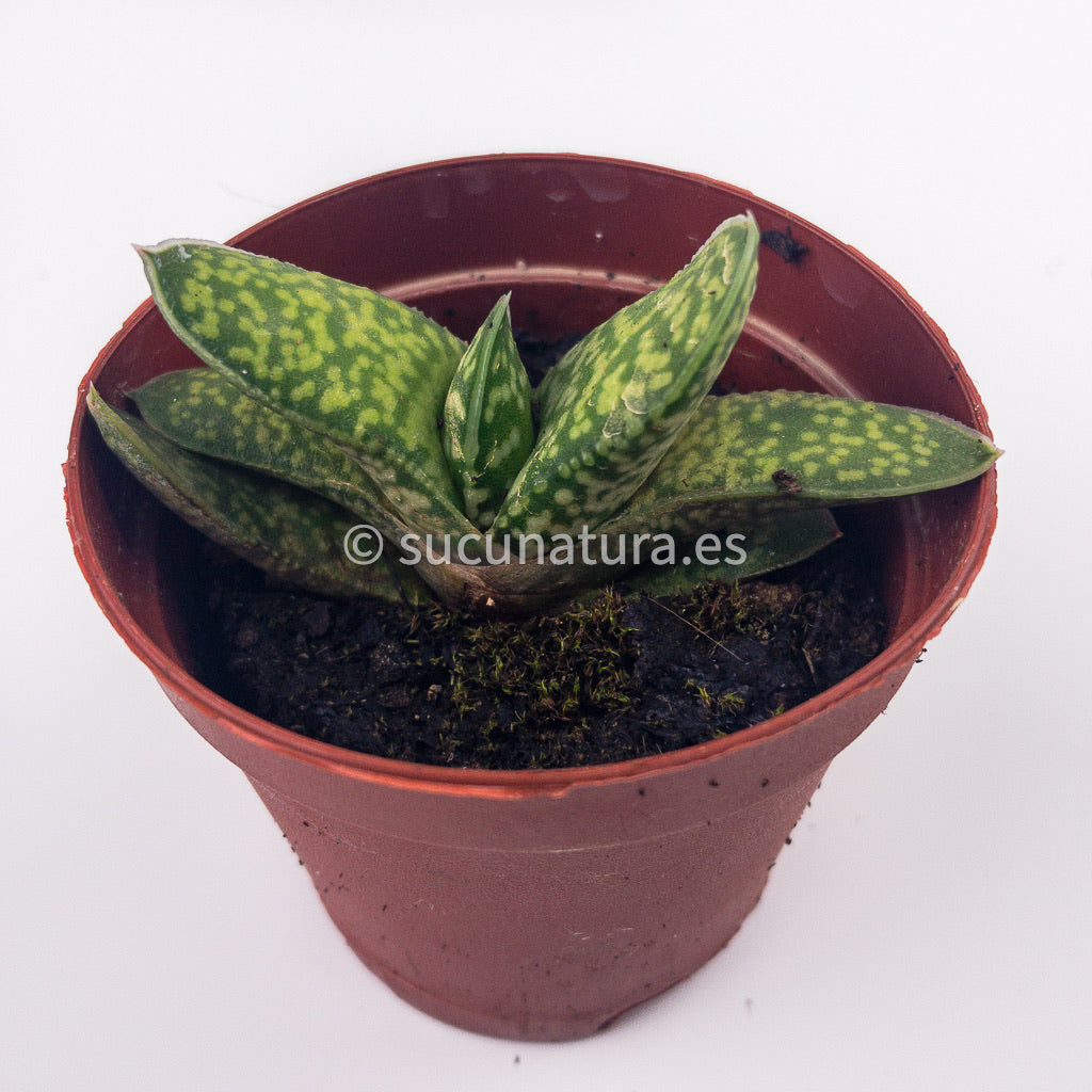 Gasteria Little Warty - ø 5.5 cm - Sucunatura. Plantas crassulas como echeveria, kalanchoe, sedum, sempervivum, graptoveria y aeonium.