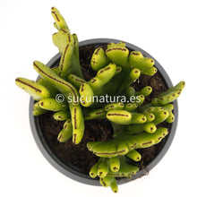 Cargar imagen en el visor de la galería, Euphorbia cristata s.p - ø 14 cm - Sucunatura. Plantas crassulas como echeveria, kalanchoe, sedum, sempervivum, graptoveria y aeonium.
