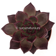 Load image into Gallery viewer, Echeveria Agavoides Bourdeux - ø 8.5 cm - Sucunatura. Plantas crassulas como echeveria, kalanchoe, sedum, sempervivum, graptoveria y aeonium.
