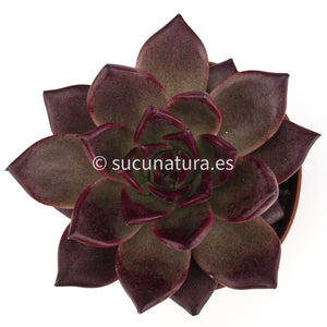 Echeveria Agavoides Bourdeux - ø 8.5 cm - Sucunatura. Plantas crassulas como echeveria, kalanchoe, sedum, sempervivum, graptoveria y aeonium.