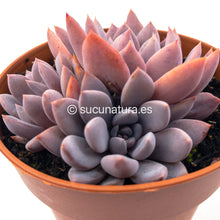 Cargar imagen en el visor de la galería, Graptoveria Lulu - ø 12 cm - Sucunatura. Plantas crassulas como echeveria, kalanchoe, sedum, sempervivum, graptoveria y aeonium.
