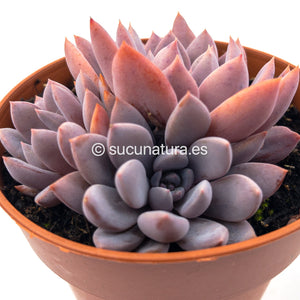 Graptoveria Lulu - ø 12 cm - Sucunatura. Plantas crassulas como echeveria, kalanchoe, sedum, sempervivum, graptoveria y aeonium.