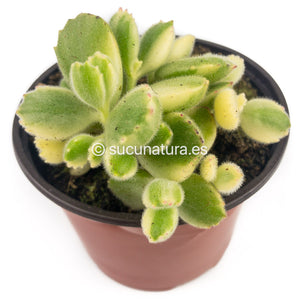 Cotiledon Tomentosa Variegata (Garritas de oso) - ø 10.5 cm - Sucunatura. Plantas crassulas como echeveria, kalanchoe, sedum, sempervivum, graptoveria y aeonium.