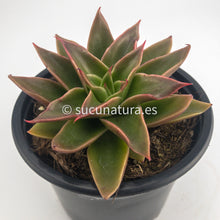 Cargar imagen en el visor de la galería, Echeveria Mexicana - ø 10.5 cm - Sucunatura. Plantas crassulas como echeveria, kalanchoe, sedum, sempervivum, graptoveria y aeonium.
