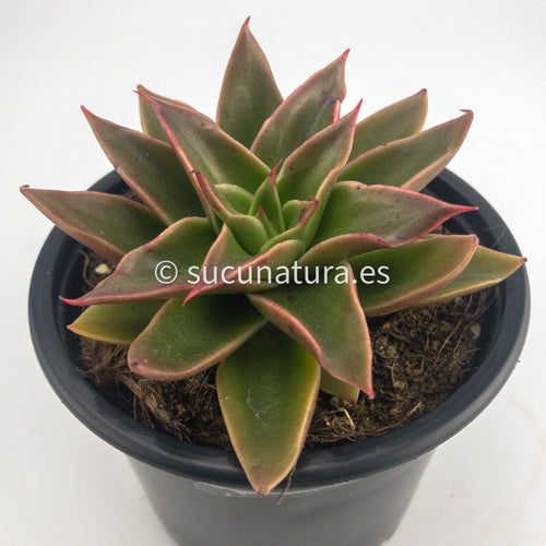 Echeveria Mexicana - ø 10.5 cm - Sucunatura. Plantas crassulas como echeveria, kalanchoe, sedum, sempervivum, graptoveria y aeonium.