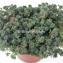 Load image into Gallery viewer, Sedum Pallidum var. Bithynicum - ø 10.5 cm - Sucunatura. Plantas crassulas como echeveria, kalanchoe, sedum, sempervivum, graptoveria y aeonium.
