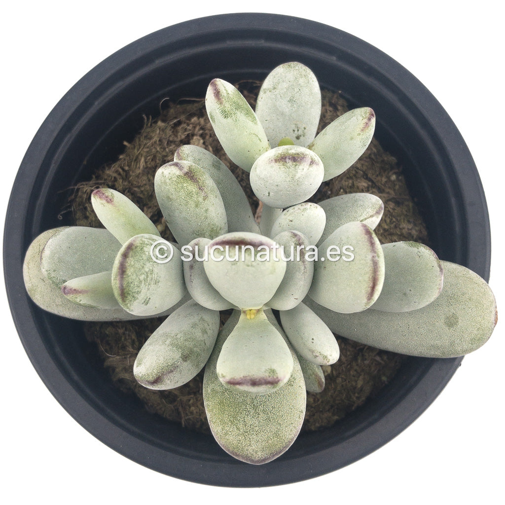 Cotyledón Orbiculata var. Oophylla - ø 10.5 cm - Sucunatura. Plantas crassulas como echeveria, kalanchoe, sedum, sempervivum, graptoveria y aeonium.