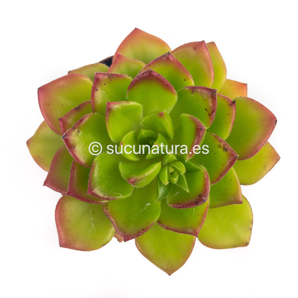 Sedeveria Letizia- ø 5.5 cm - Sucunatura. Plantas crassulas como echeveria, kalanchoe, sedum, sempervivum, graptoveria y aeonium.