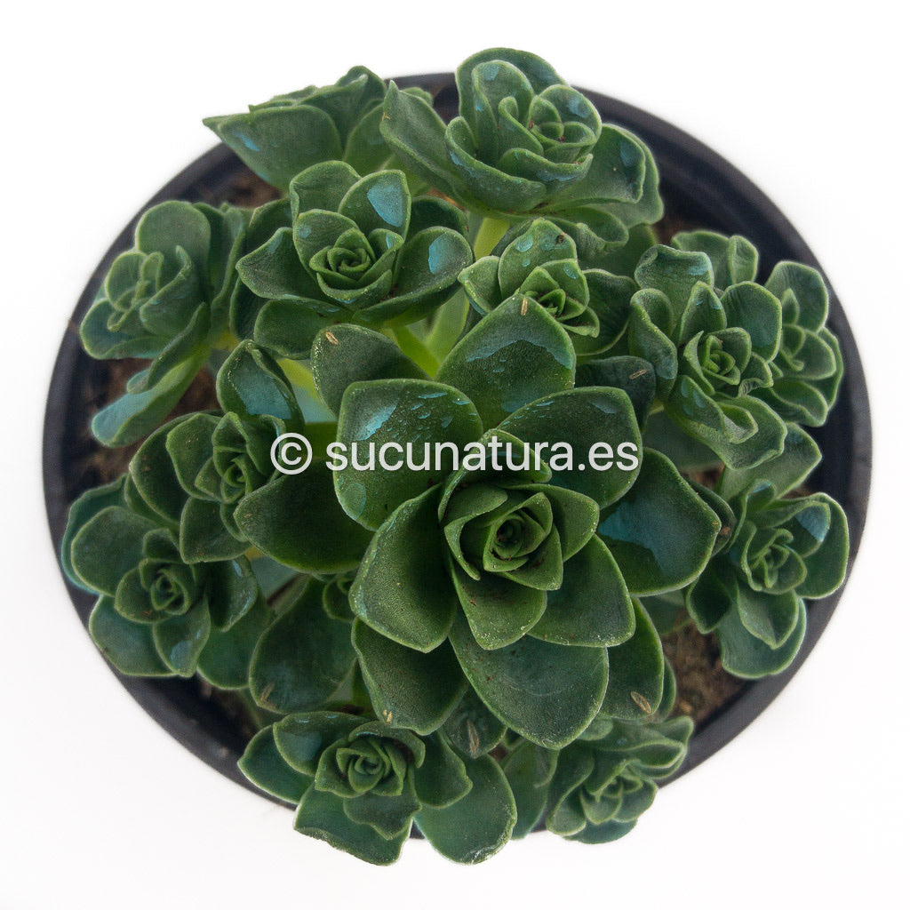 Greenovia - ø 10.5 cm - Sucunatura. Plantas crassulas como echeveria, kalanchoe, sedum, sempervivum, graptoveria y aeonium.