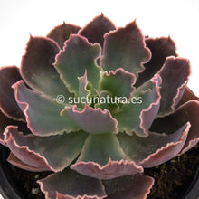 Cargar imagen en el visor de la galería, Echeveria Purple Dance - ø 10.5 cm - Sucunatura. Plantas crassulas como echeveria, kalanchoe, sedum, sempervivum, graptoveria y aeonium.
