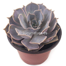 Cargar imagen en el visor de la galería, Echeveria Lilacina - ø 10.5 cm - Sucunatura. Plantas crassulas como echeveria, kalanchoe, sedum, sempervivum, graptoveria y aeonium.
