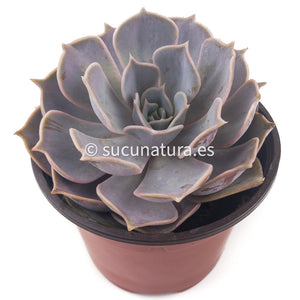 Echeveria Lilacina - ø 10.5 cm - Sucunatura. Plantas crassulas como echeveria, kalanchoe, sedum, sempervivum, graptoveria y aeonium.