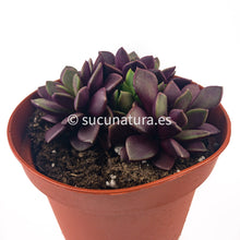 Cargar imagen en el visor de la galería, Anacampseros Rufescens Purple Passion - ø 8.5 cm - Sucunatura. Plantas crassulas como echeveria, kalanchoe, sedum, sempervivum, graptoveria y aeonium.
