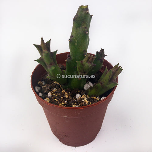 Huernia - ø 5.5 cm - Sucunatura. Plantas crassulas como echeveria, kalanchoe, sedum, sempervivum, graptoveria y aeonium.