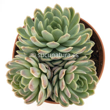 Load image into Gallery viewer, Echeveria Elegans form bouquet - ø 12 cm - Sucunatura. Plantas crassulas como echeveria, kalanchoe, sedum, sempervivum, graptoveria y aeonium.
