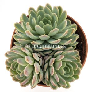 Echeveria Elegans form bouquet - ø 12 cm - Sucunatura. Plantas crassulas como echeveria, kalanchoe, sedum, sempervivum, graptoveria y aeonium.