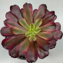 Cargar imagen en el visor de la galería, Aeonium Mardi Gras - ø 12 cm - Sucunatura. Plantas crassulas como echeveria, kalanchoe, sedum, sempervivum, graptoveria y aeonium.
