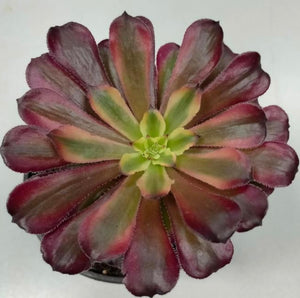 Aeonium Mardi Gras - ø 12 cm - Sucunatura. Plantas crassulas como echeveria, kalanchoe, sedum, sempervivum, graptoveria y aeonium.