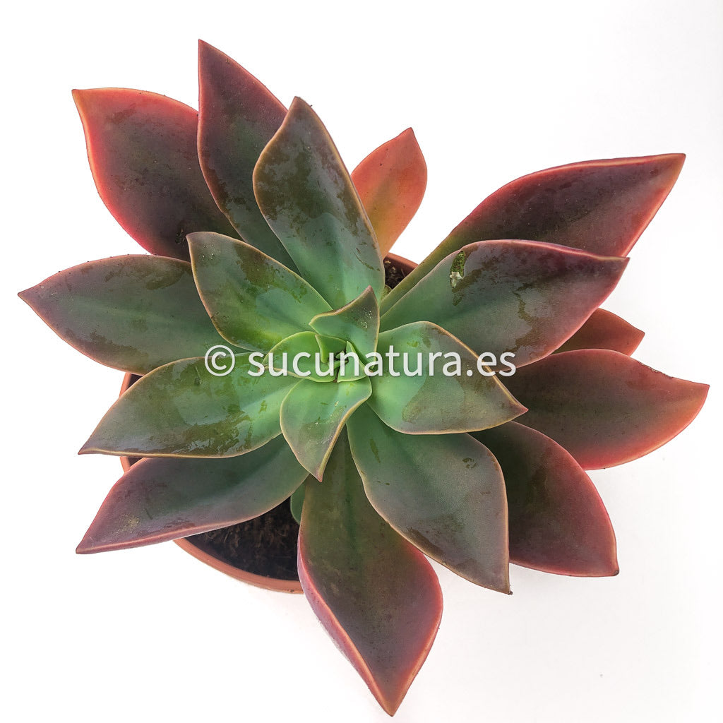 Graptoveria Fred - ø 14 cm - Sucunatura. Plantas crassulas como echeveria, kalanchoe, sedum, sempervivum, graptoveria y aeonium.