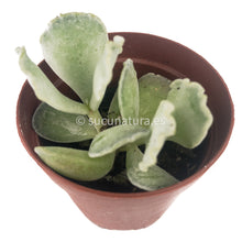 Load image into Gallery viewer, Cotiledón Undulata - ø 5.5 cm - Sucunatura. Plantas crassulas como echeveria, kalanchoe, sedum, sempervivum, graptoveria y aeonium.
